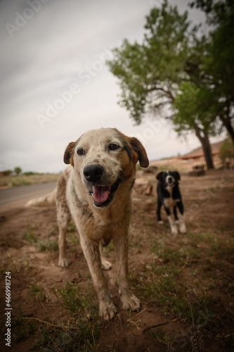 Rez Dogs, Chinle, AZ photo