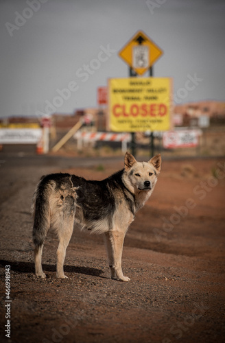 Rez Dog, Monument Valley, Arizona