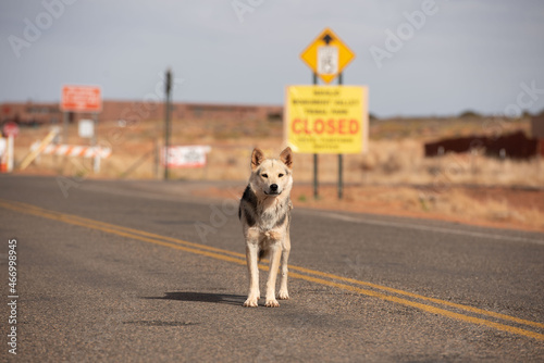 Rez Dog, Monument Valley, Arizona photo