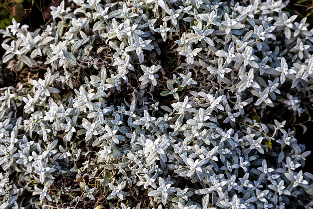 Snow-in-summer (Cerastium tomentosum) leaves in a garden Snow-in-summer (Cerastium tomentosum) leaves in a garden