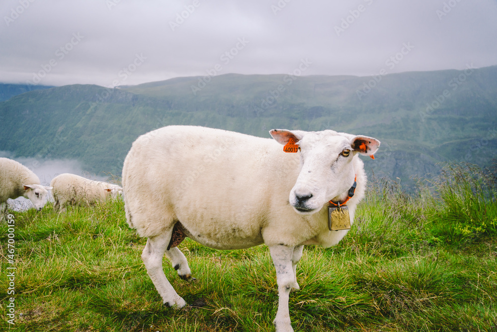sheeps on mountain farm on cloudy day. Norwegian landscape with sheep grazing in valley. Sheep on mountaintop Norway. Ecological breeding. Sheep eat boxwood. Ewe sheep grazing on pasture in mountain sheeps on mountain farm on cloudy day. Norwegian landscape with sheep grazing in valley. Sheep on mountaintop Norway. Ecological breeding. Sheep eat boxwood. Ewe sheep grazing on pasture in mountain
