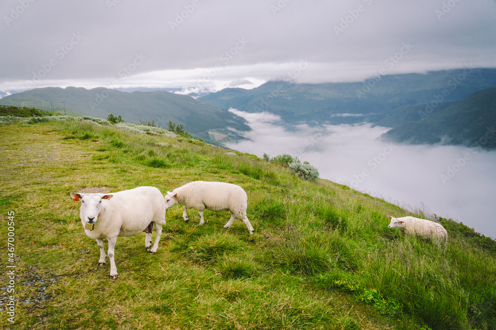 sheeps on mountain farm on cloudy day. Norwegian landscape with sheep grazing in valley. Sheep on mountaintop Norway. Ecological breeding. Sheep eat boxwood. Ewe sheep grazing on pasture in mountain sheeps on mountain farm on cloudy day. Norwegian landscape with sheep grazing in valley. Sheep on mountaintop Norway. Ecological breeding. Sheep eat boxwood. Ewe sheep grazing on pasture in mountain