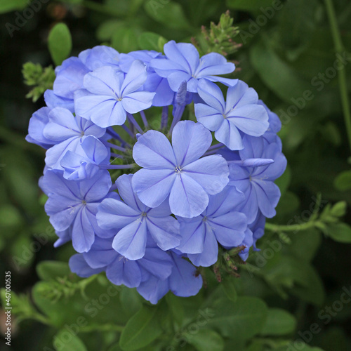 Fleurs de Plumbago	
