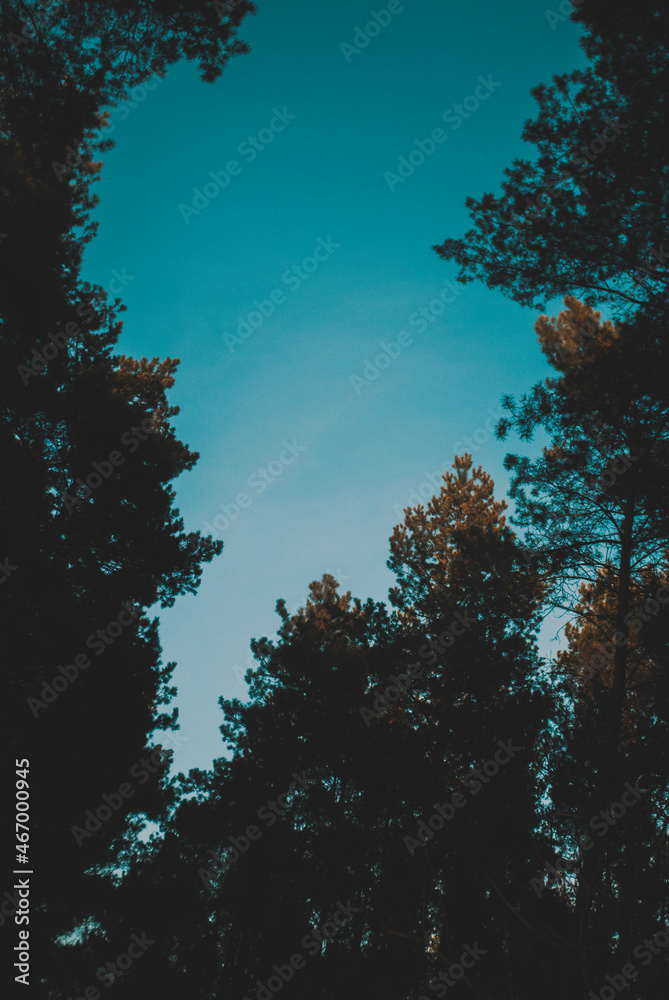 Wycięcie w drzewach 