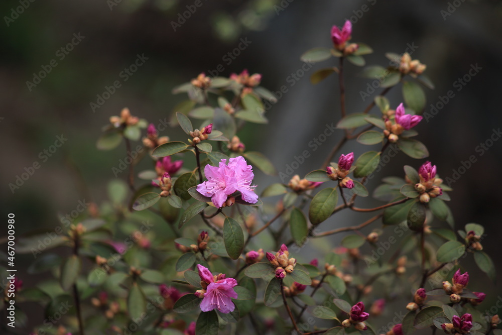 The beginning of flowering of pink rhododendron. Spring flowers. High quality photo The beginning of flowering of pink rhododendron. Spring flowers. High quality photo