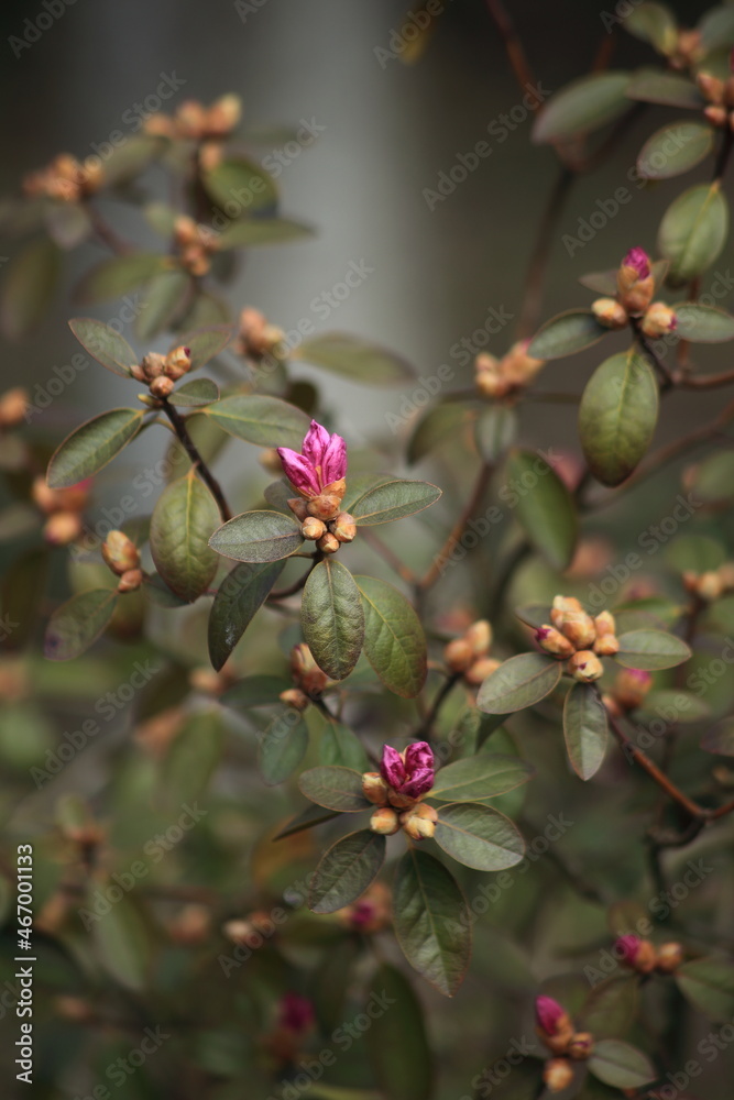 The beginning of flowering of pink rhododendron. Spring flowers. High quality photo The beginning of flowering of pink rhododendron. Spring flowers. High quality photo