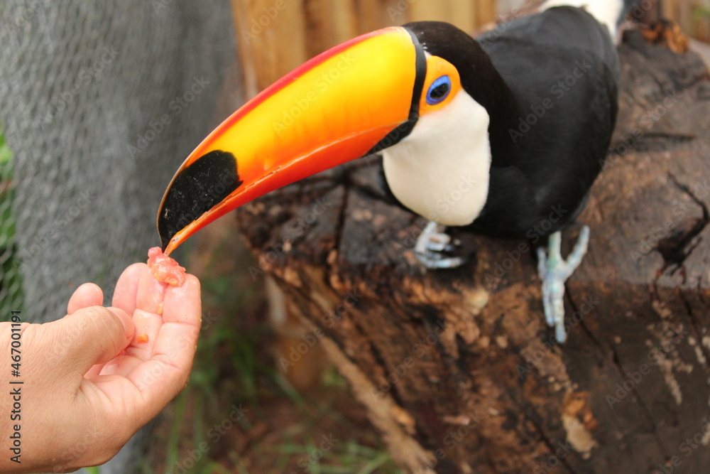 Naklejka premium toucan on a branch