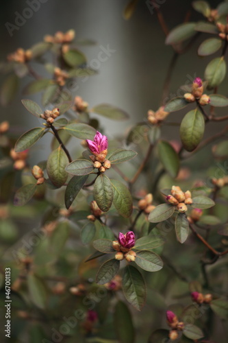 The beginning of flowering of pink rhododendron. Spring flowers. High quality photo