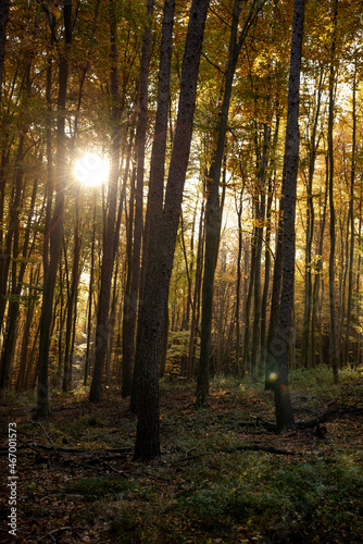 Autumn forest, autumn leaves, fall nature. Forest with sunlight. Warm autumn day outdoors. Bakony, Hungary