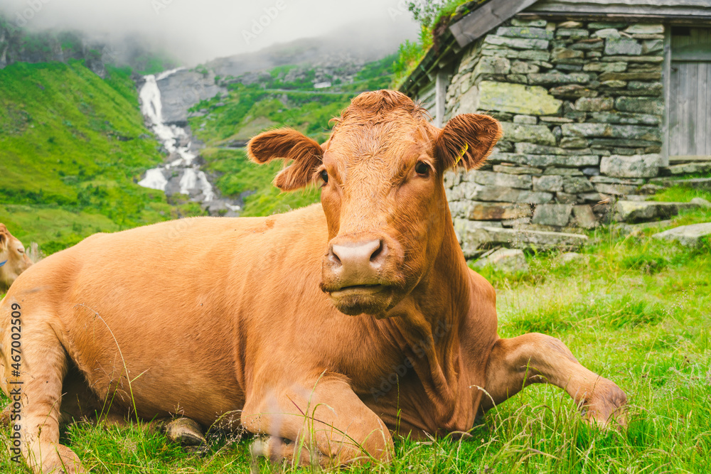 Funny brown cow on green grass in a field on nature in scandinavia. Cattle amid heavy fog and mountains with a waterfall near an old stone hut in Norway. Agriculture in Europe Funny brown cow on green grass in a field on nature in scandinavia. Cattle amid heavy fog and mountains with a waterfall near an old stone hut in Norway. Agriculture in Europe