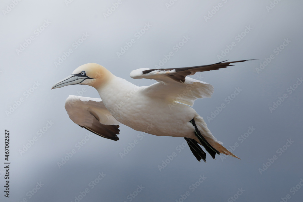 Northern gannet Northern gannet