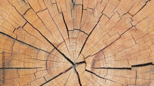wood log texture pattern background nature draw sapwood and cracks.concept wallpaper