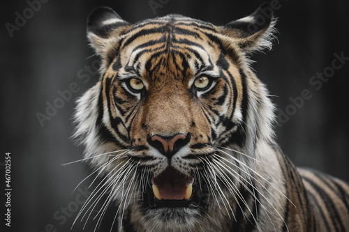 Fototapet tiger on black