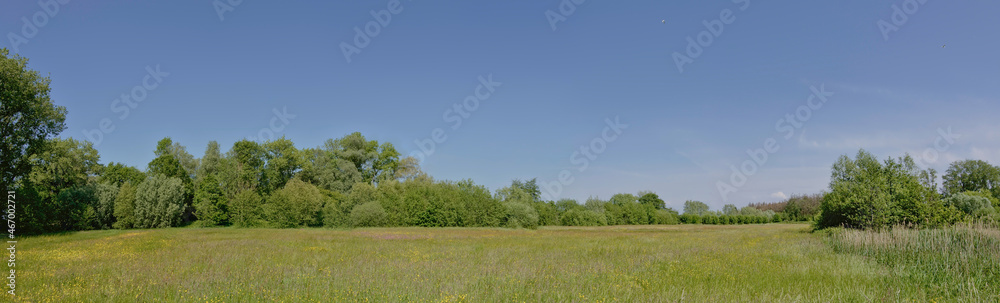 Trees and shrubs in a fields with wildflowers in bourgoyen nature reserve, Ghent, Flanders, Belgium
