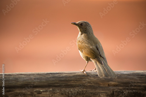 Joao de barro photo