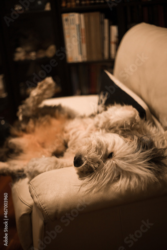 dog sleeping on the couch