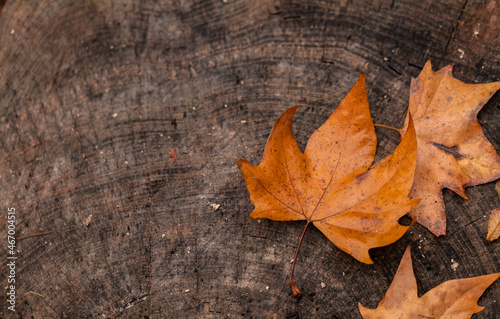 Closeup of brown leaves on tree trunk during rain in autumn. Shot in Retiro Park, Madrid, Spain
