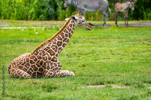 Giraffe restig in wildlife reserve