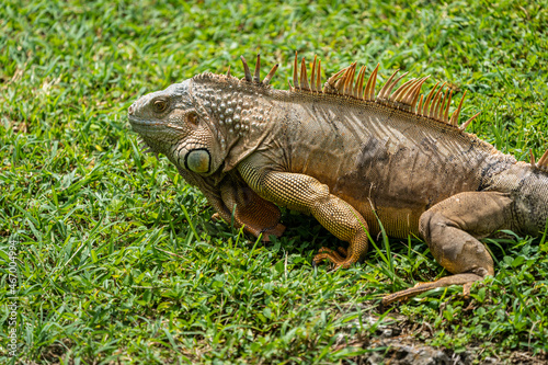 Iguana resting on the grass