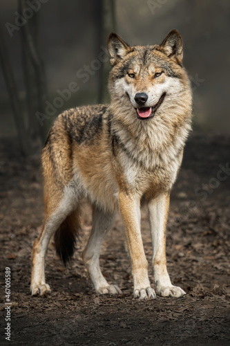 One European wolf  Canis lupus  portrait standing on the road in the leaves and looking at the camera