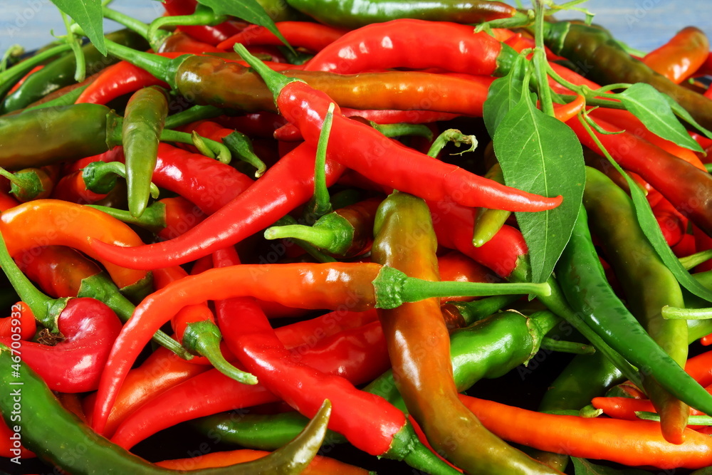 garden fresh red,green,purple chilli or chili pepper in dish
