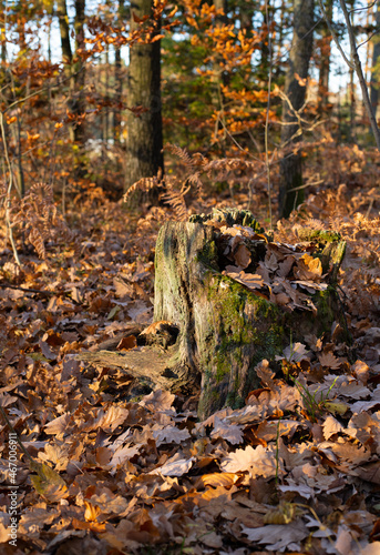 Old stump in the wild forest. Autumn morning.