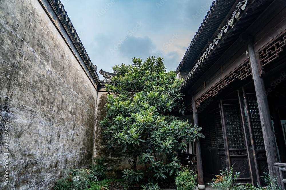 tree inside garden of old Chinese house 