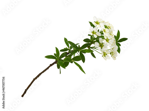 Spring twig of spiraea flowers isolated