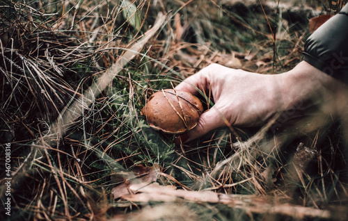Zbieranie grzybów w lesie