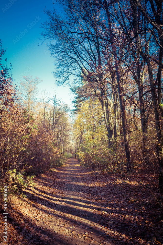 Footpath in a forest in autumn	
