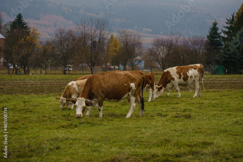 cows grazing in a pasture