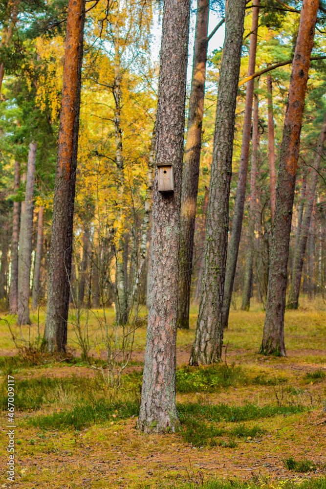 A beautiful fall view of a wooden birdhouse attached to a pine tree in the forest with colorful trees in the background and copy space