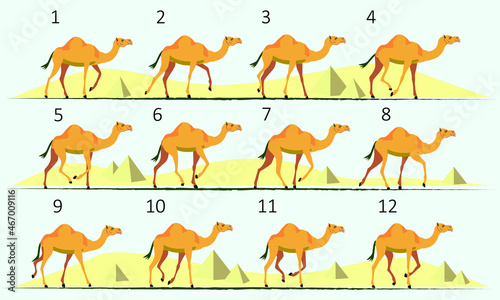 Camel animation. Walk cycle. Gait, twelve key positions.