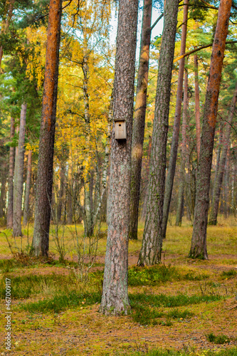 A beautiful fall view of a wooden birdhouse attached to a pine tree in the forest with colorful trees in the background and copy space