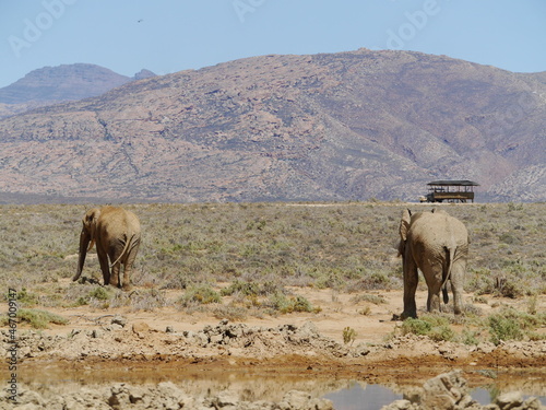 African Elephants Grazing in the Sun at Inverdoorn Game Reserve, a Safari in South Africa Near Cape Town