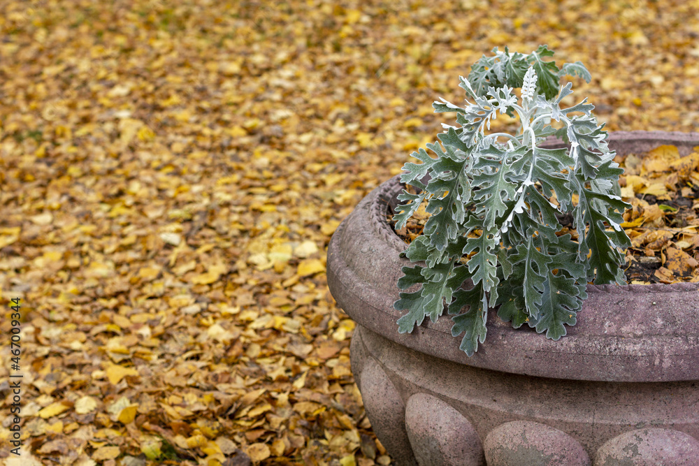 Vase with Cineraria flower in the autumn park.