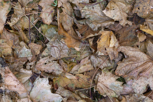 Autumn fallen leaves in a mixed forest at noon.