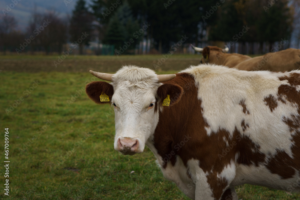 cow on a meadow