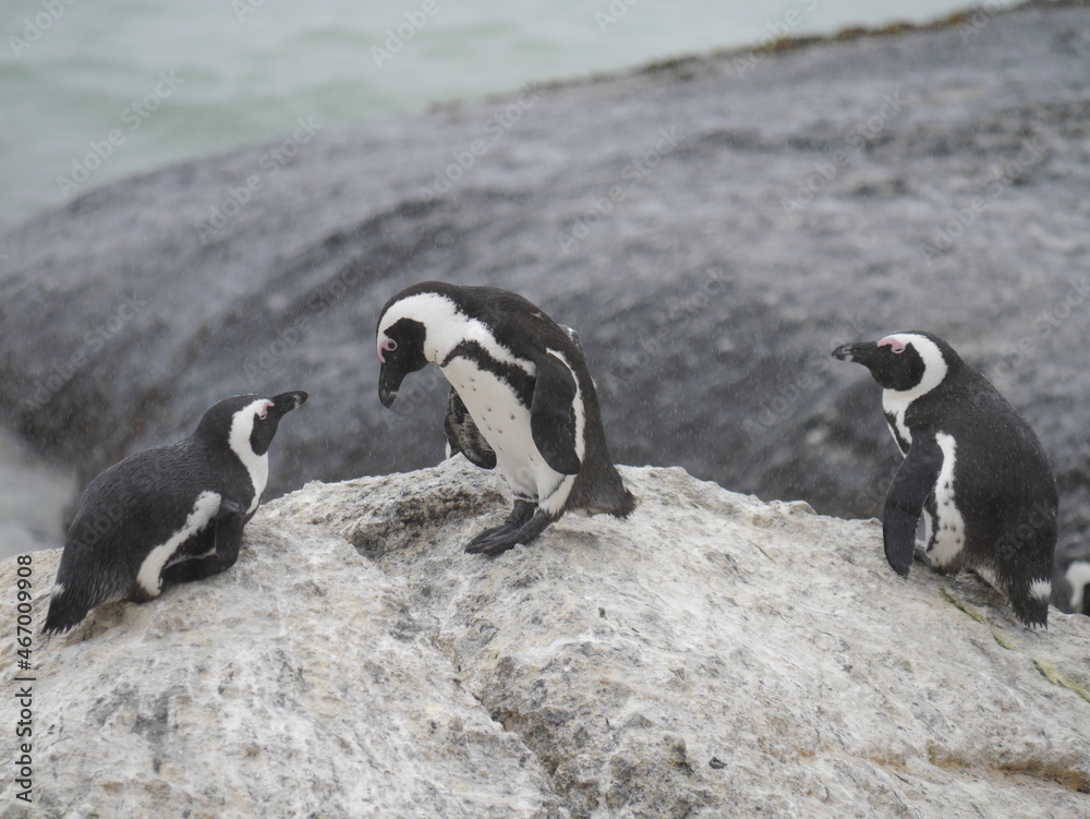 Naklejka premium Penguins Standing on the Rocks on a Beach on a Rainy Day (Boulders Beach, Simons Town, South Africa)