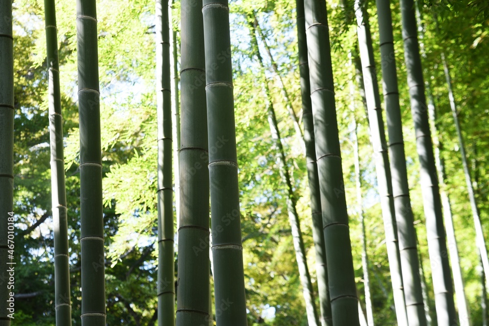 A view of the bamboo grove in a natural park. A view of the bamboo grove in a natural park.