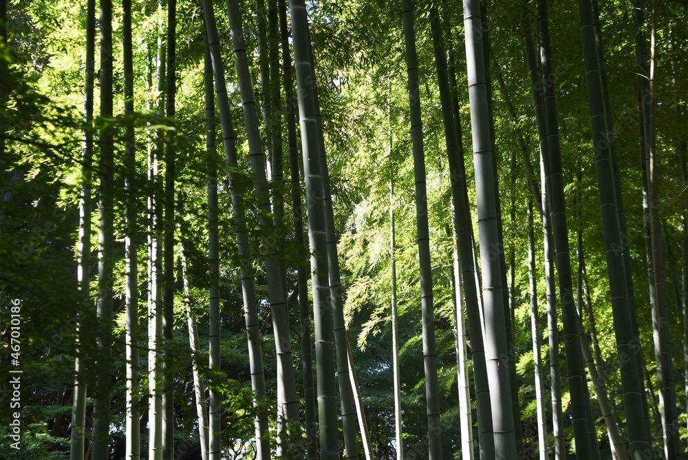 A view of the bamboo grove in a natural park.