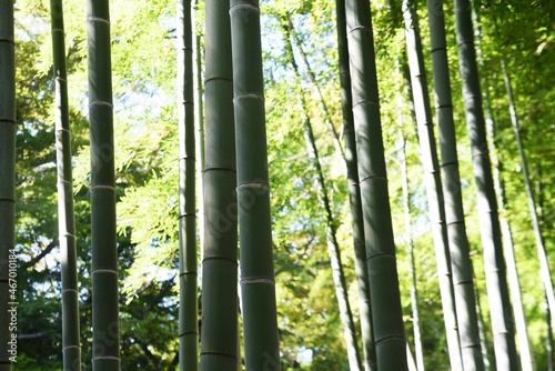 A view of the bamboo grove in a natural park.