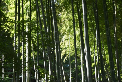 A view of the bamboo grove in a natural park.