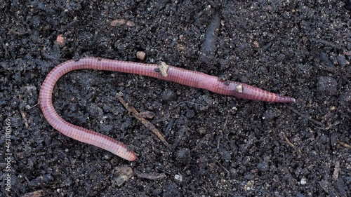 Ein Regenwurm - Lumbricus terrestris - kriecht über Erde, Nahaufnahme, 50 fps