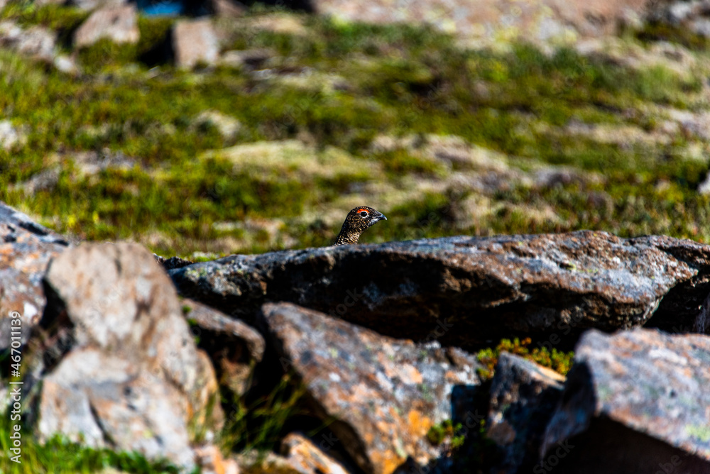 2021_08_10_snaefellsnes ptarmigan Lagopus molts among the rocks