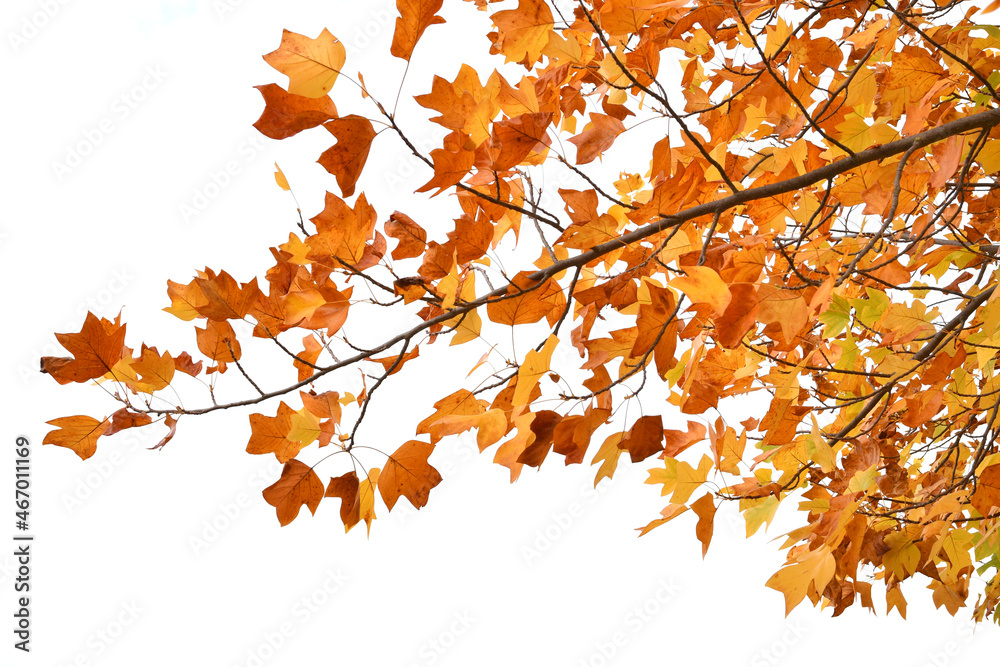 leaves of orange maple in autumn season against white sky leaves of orange maple in autumn season against white sky
