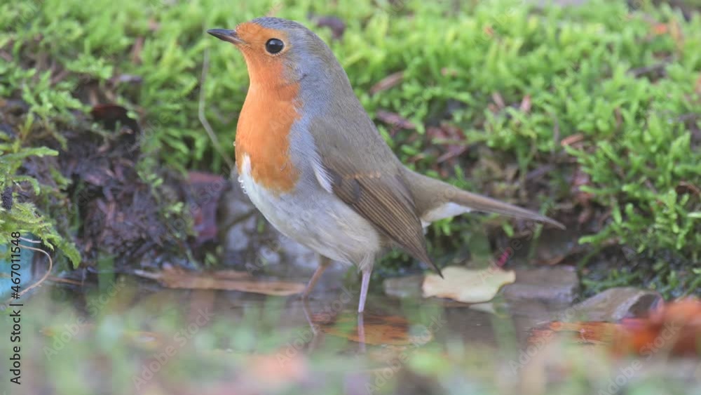 Garden Birds. Robin Erithacus rubecula in the wild. Songbird close up. A robin bird actively moves its wings, and water drips around with a colorful bird. Garden Birds. Robin Erithacus rubecula in the wild. Songbird close up. A robin bird actively moves its wings, and water drips around with a colorful bird.