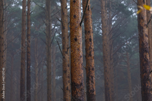 A pine forest, submerged in humidity, cold and a light mist that surrounds them, in the Moncayo Natural Park, Zaragoza province, Aragon, Spain