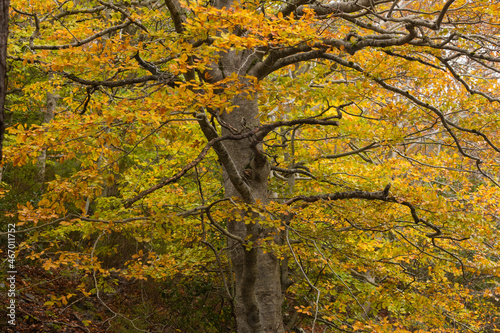 Old tree, specimen of beech, or Fagus sylvatica, with yellowish leaves, on a cold autumn day, Moncayo Natural Park, Zaragoza province, Aragon, Spain photo