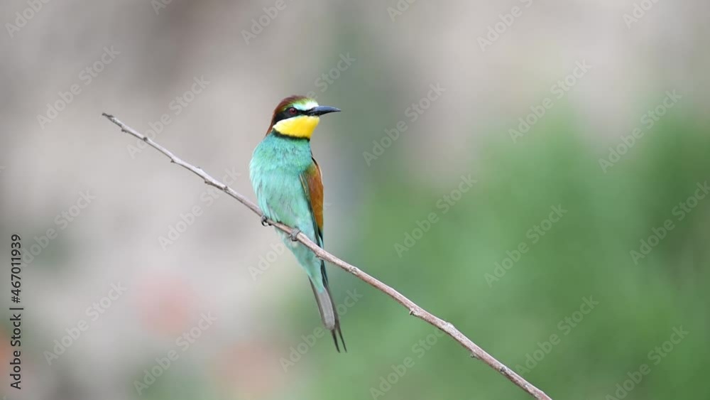 European bee eater Merops apiaster. A bird sits on a branch and turns its head. European bee eater Merops apiaster. A bird sits on a branch and turns its head.